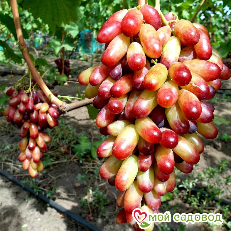 Виноград Маникюр фингер