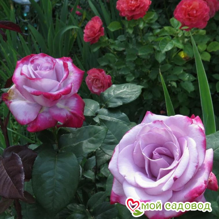 Роза чайно-гибридная Парадиз