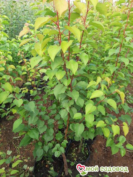 Абрикос Плетистый Янтарный Свет