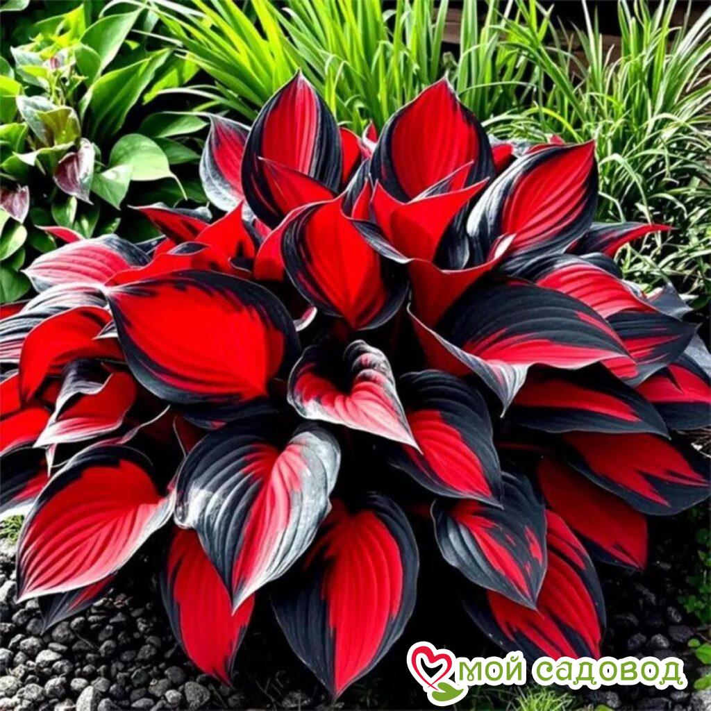 Хоста Ред Сапфир